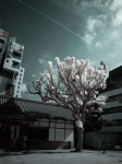 赤外線写真 (infrared Photography) : 天神警固公園